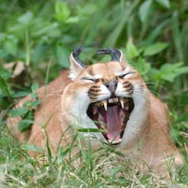 Caracal Videos