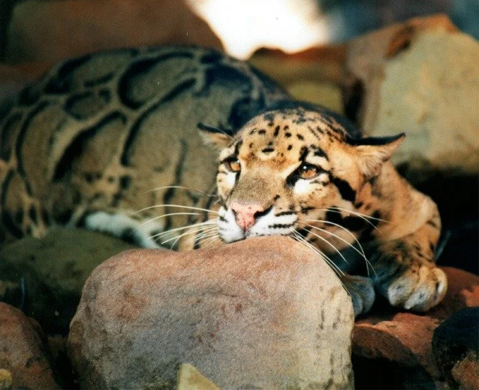 Clouded Leopard Videos