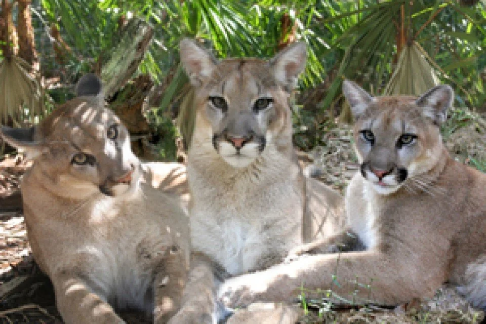 Cougar Videos