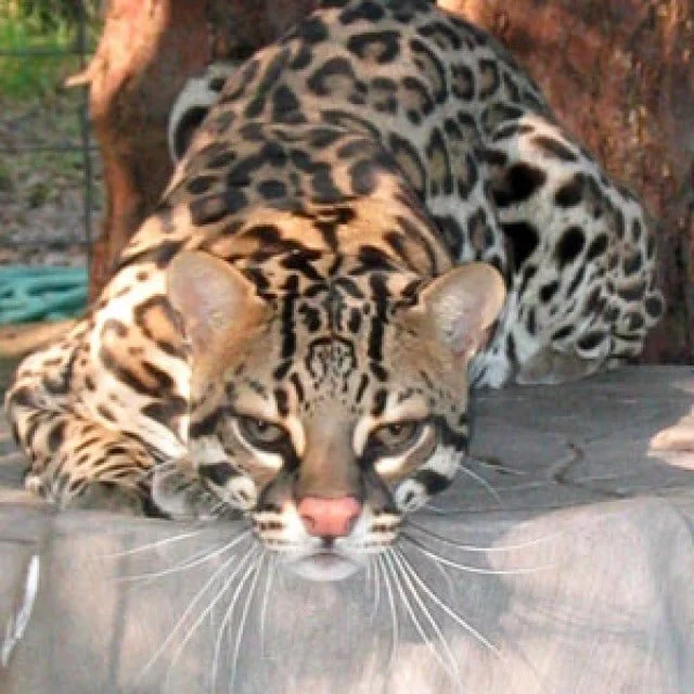 Ocelot Photos | Big Cat Rescue | Wild cats in the wild: Our mission