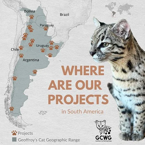 Geoffroy’s Cat Working Group