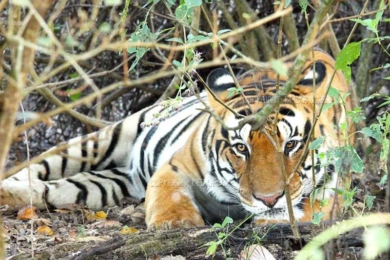 International Tiger Day