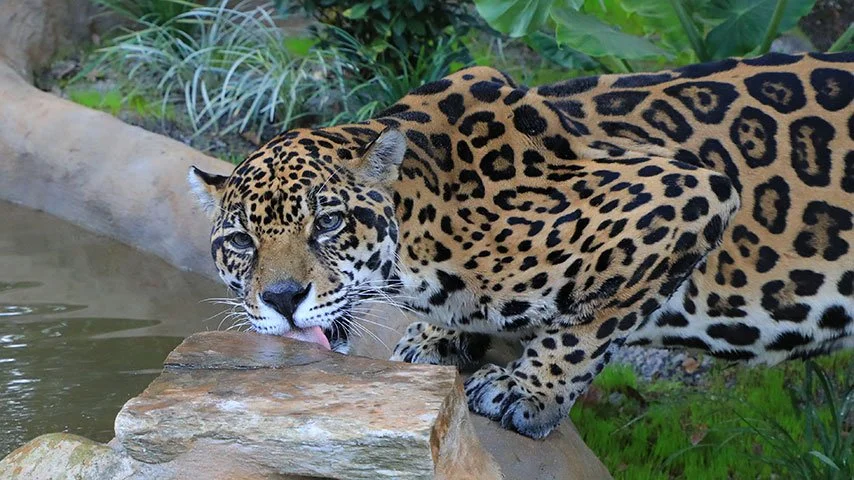 Guardians Of The Pantanal How Jaguars Protect Ecosystems And Human