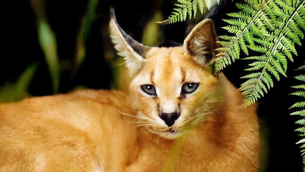 Cachanga | Big Cat Rescue | Wild cats in the wild: Our mission, their ...