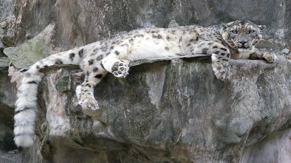 Save Snow Leopards