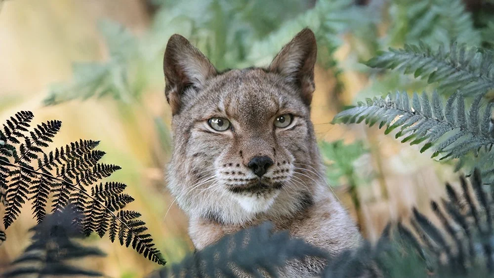 Sottobicchiere Quadrato Con Lince Eurasiatica - Regalo Per Amanti Della Natura E Animali Selvatici
