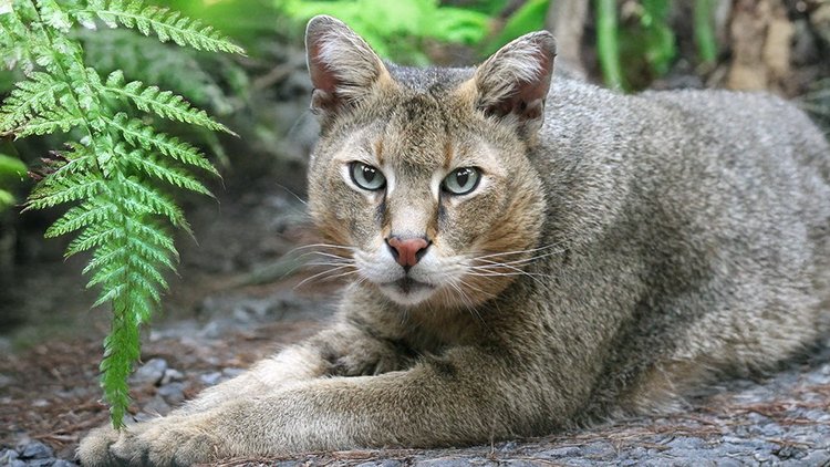 Cat Reed Jungle Cat Facts: Habitat, Population, Threats and Conservation. | Big ...