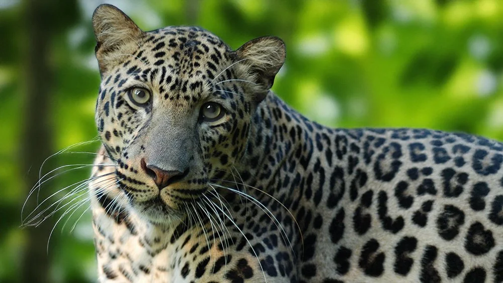 Leopard Facts: Habitat, Population, Threats and Conservation. | Big Cat ...