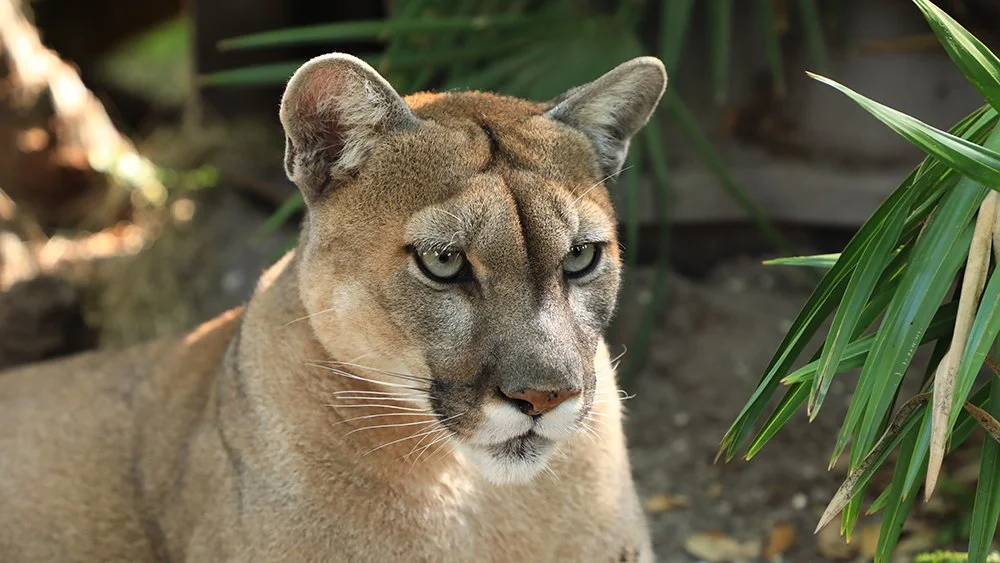 Cougar Facts Big Cat Rescue Wild Cats In The Wild Our Mission Cougar Facts Big Cat Rescue Wild Cats In The Wild Our Mission