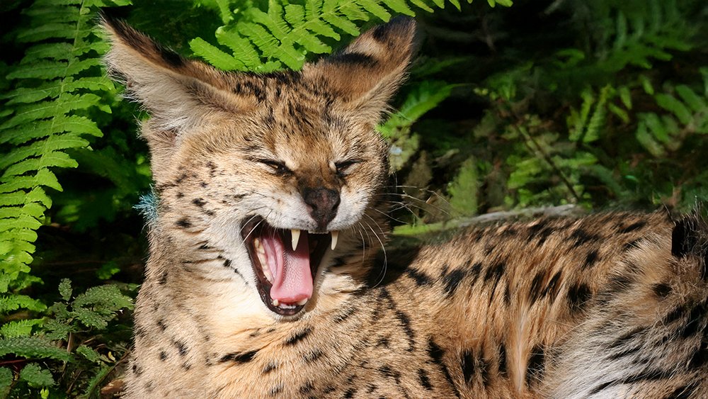 The Untamed Truth Why Servals Belong In The Wild Not In Your Home 