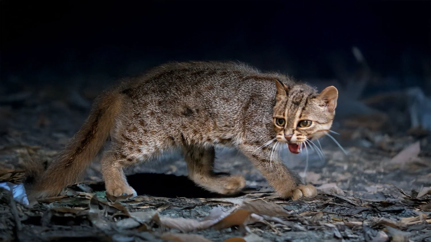 Picture of Tiny Marvels: Unveiling the Secrets of Purulia's Nocturnal Wilderness ...