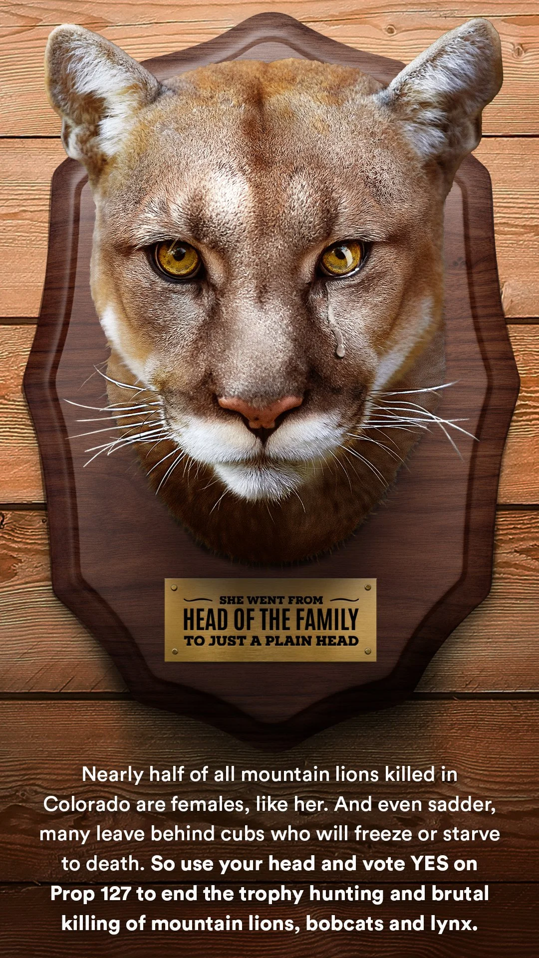 Mountain Lions Killed for Trohpies