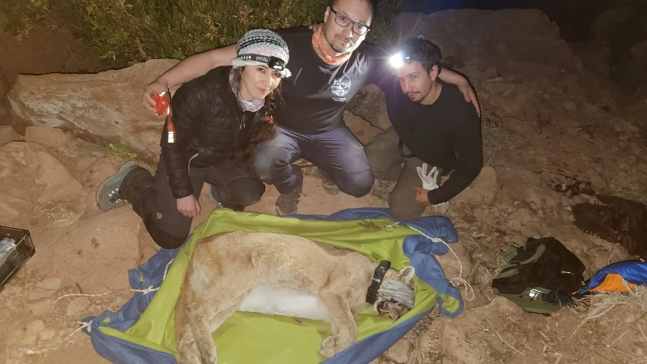 Mickey-Puma-47c8-a98b-e4e893a66299 2.JPG