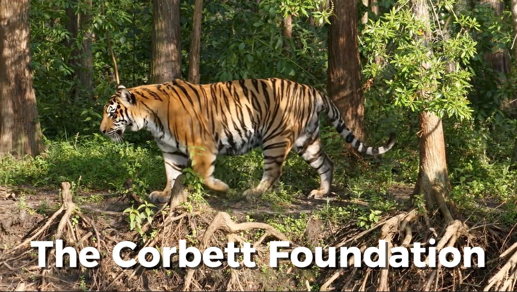 The Corbett Foundation