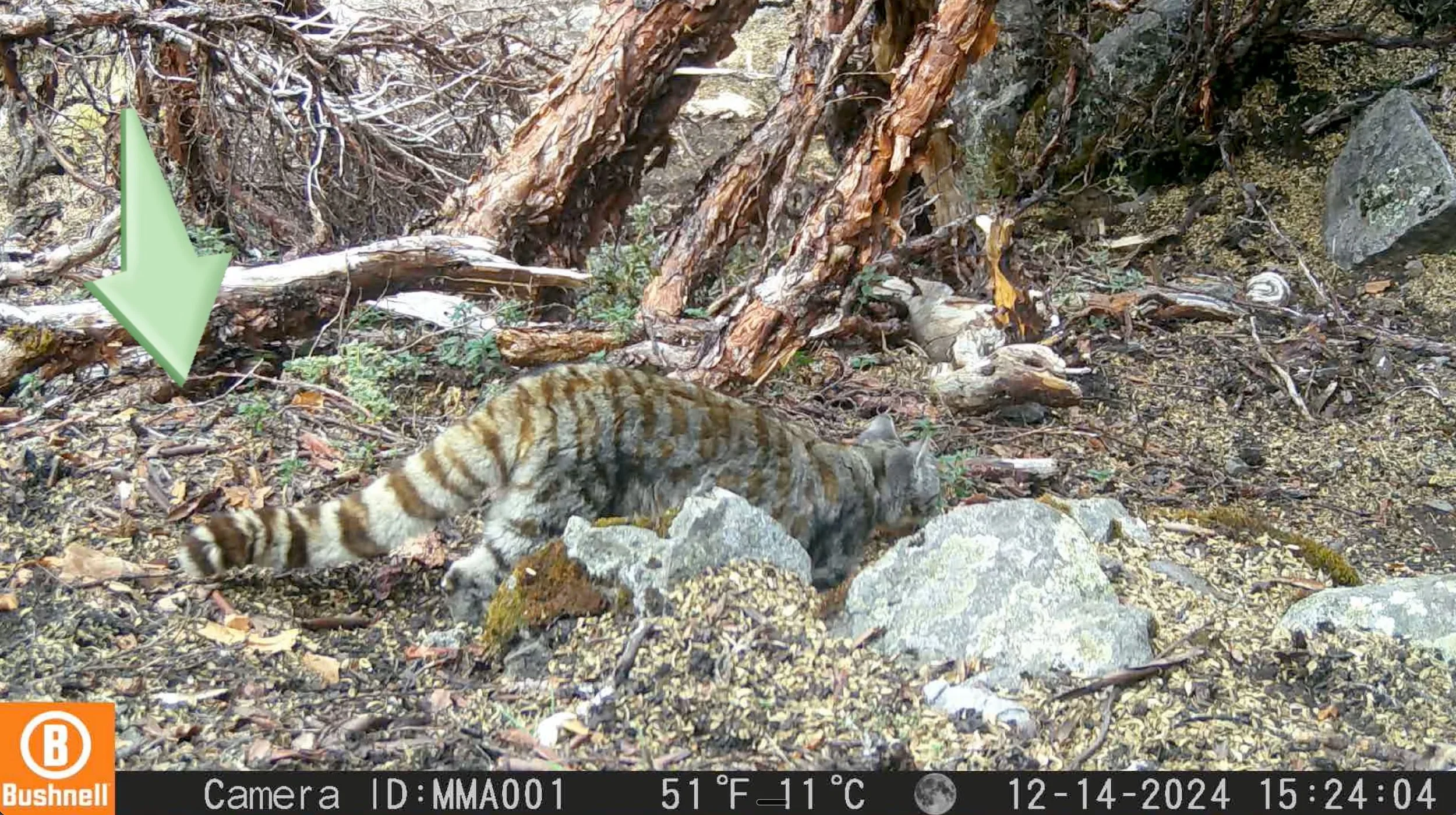 Kinked Tails in Wild Cats