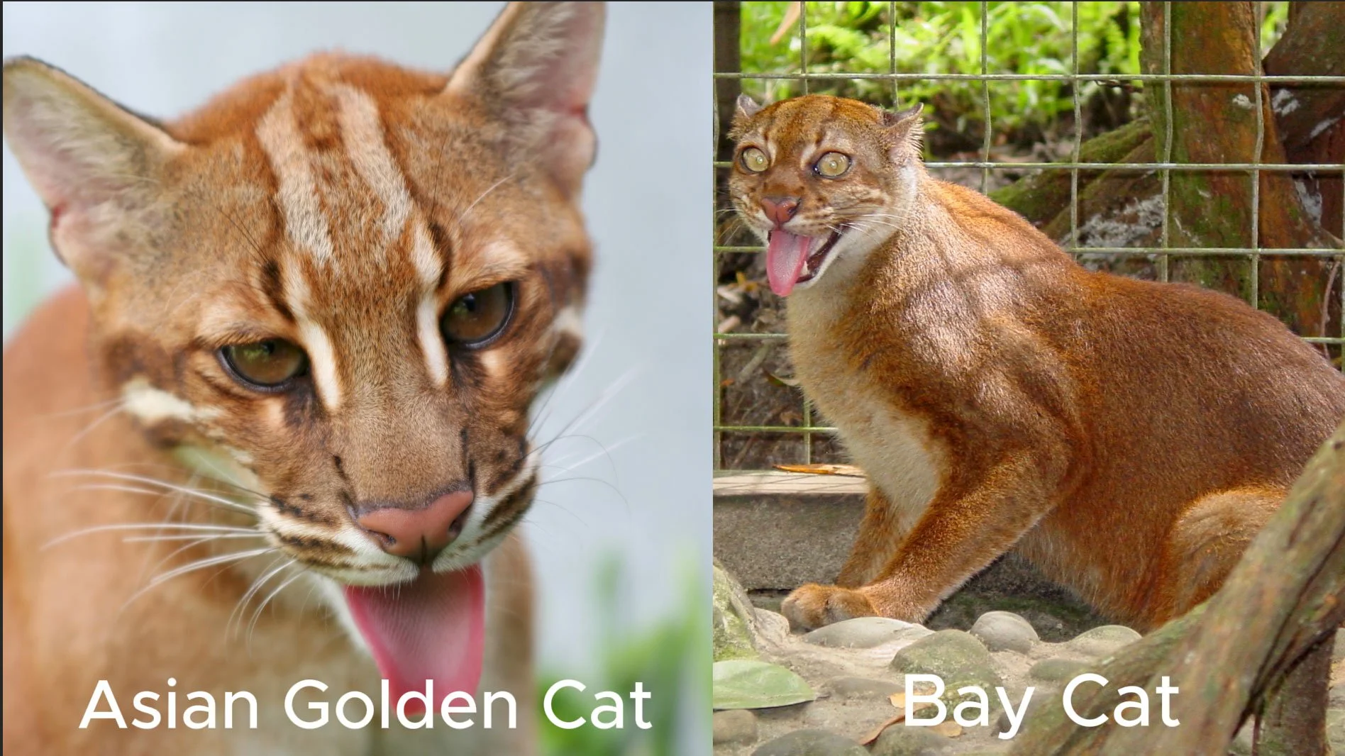 The Toba Apocalypse and the Ghost of Borneo