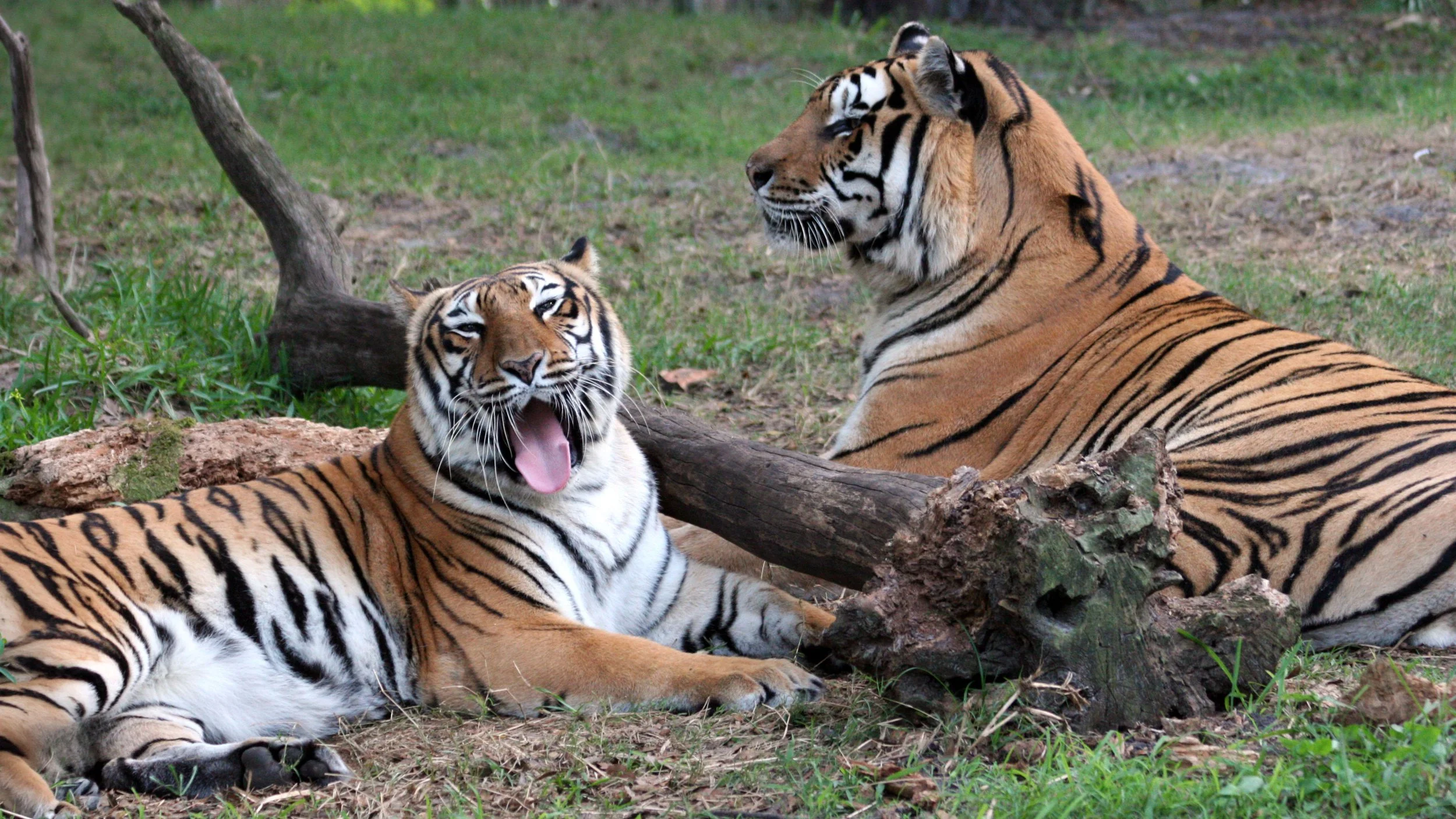 The Great Tiger Debate