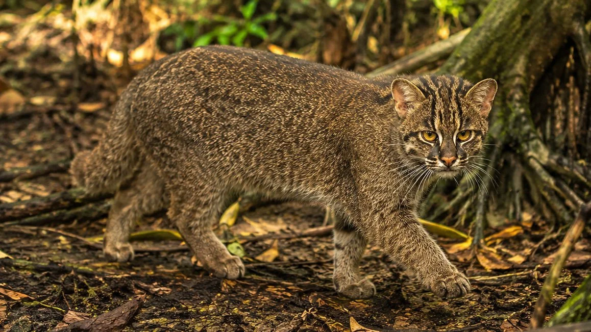 Iriomote Cat Day