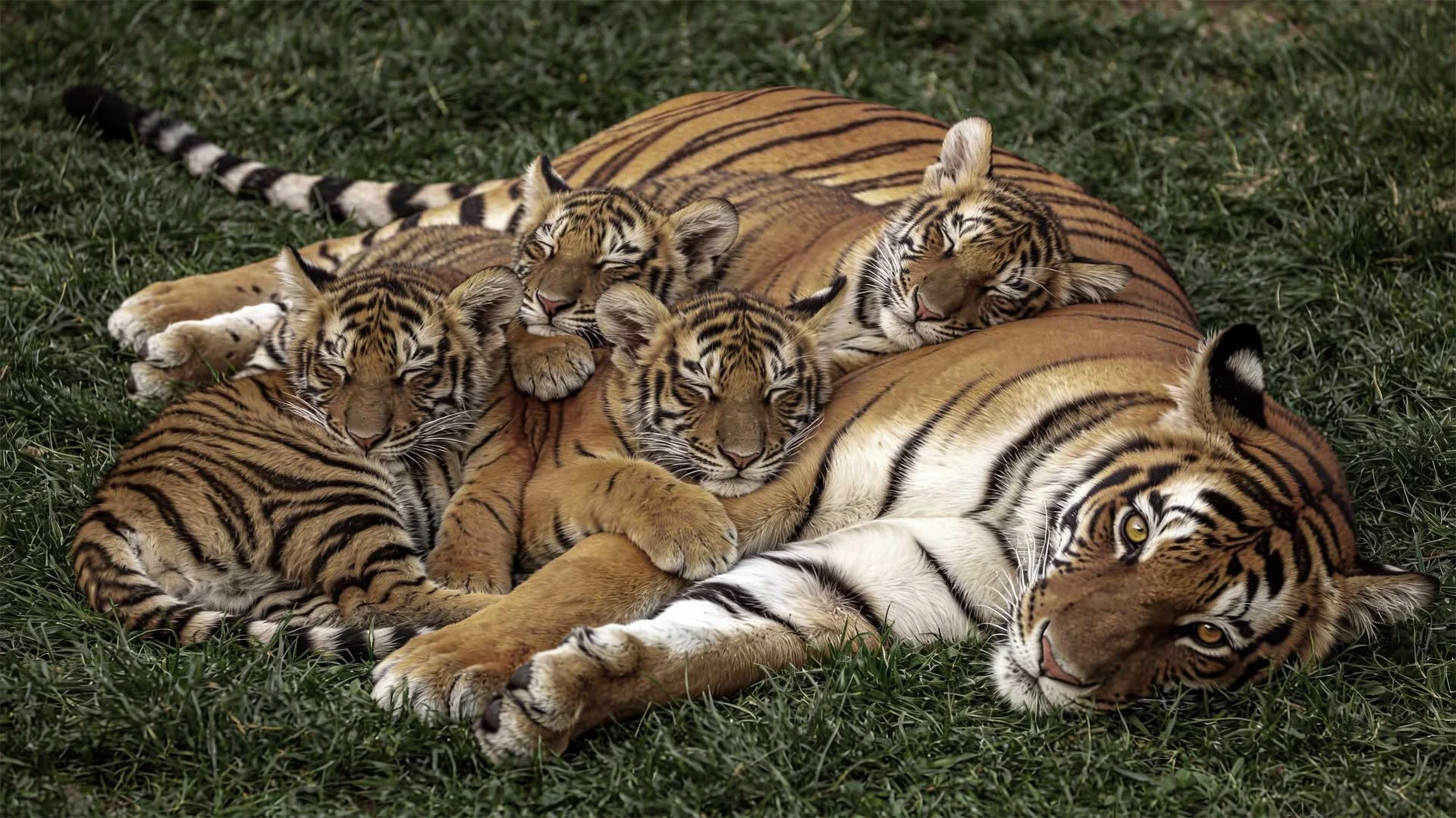 Two Wild Tiger Moms 