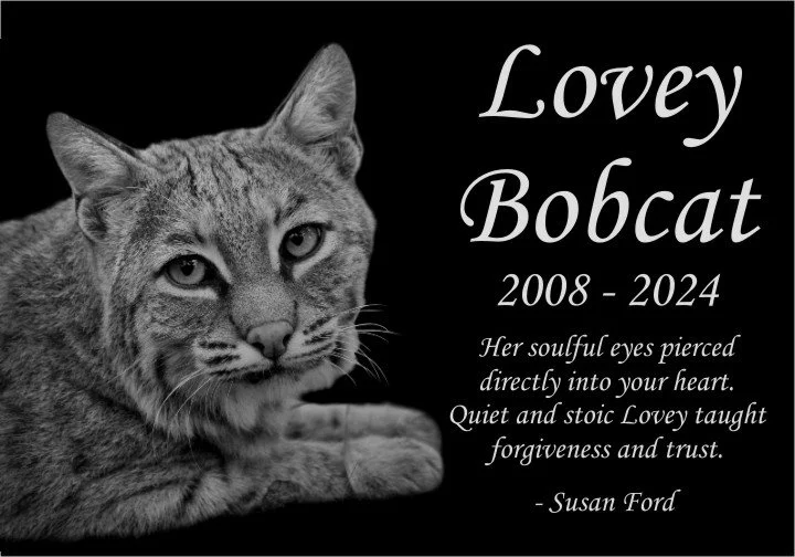 Lovey Bobcat Memorial