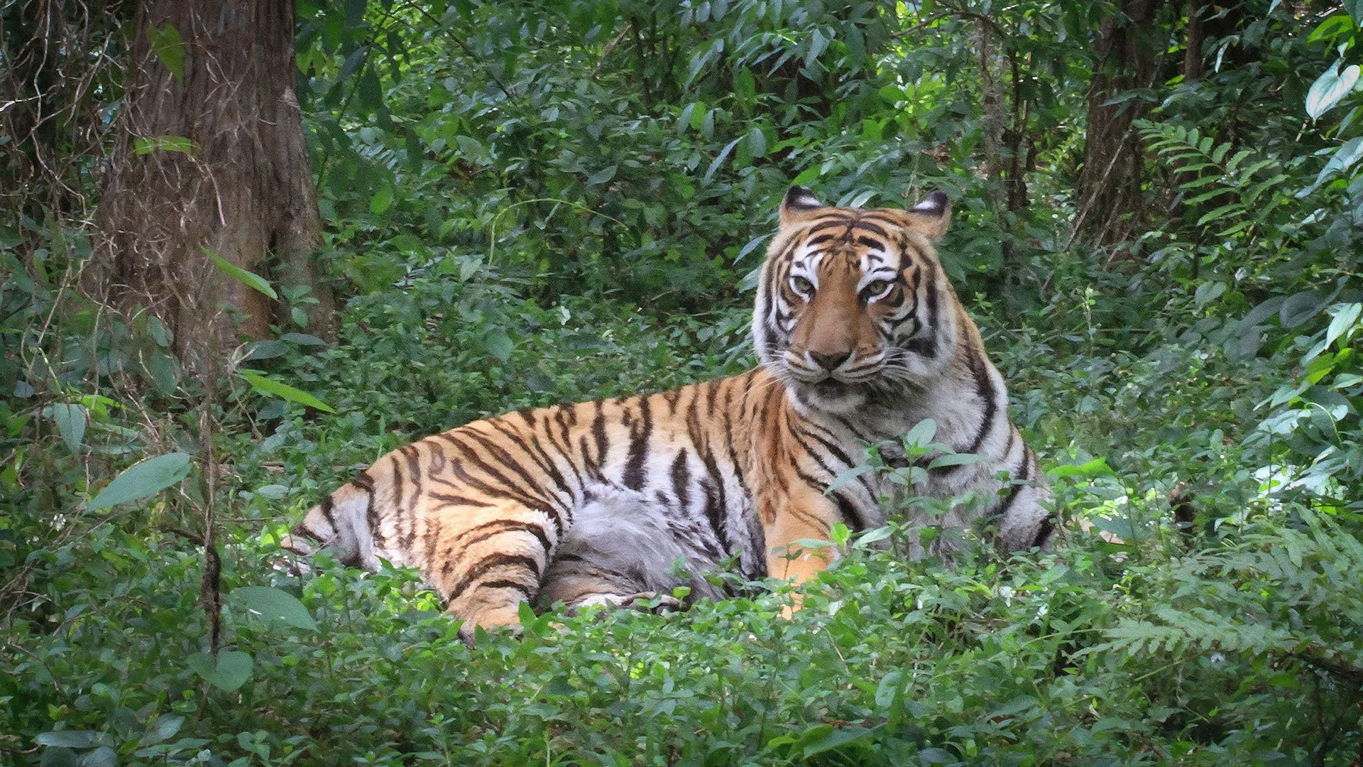 Tigers at the Doorstep: How India’s Coexistence Model Inspires a Global Path to Save Big Cats