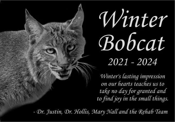 Winter Bobcat Memorial