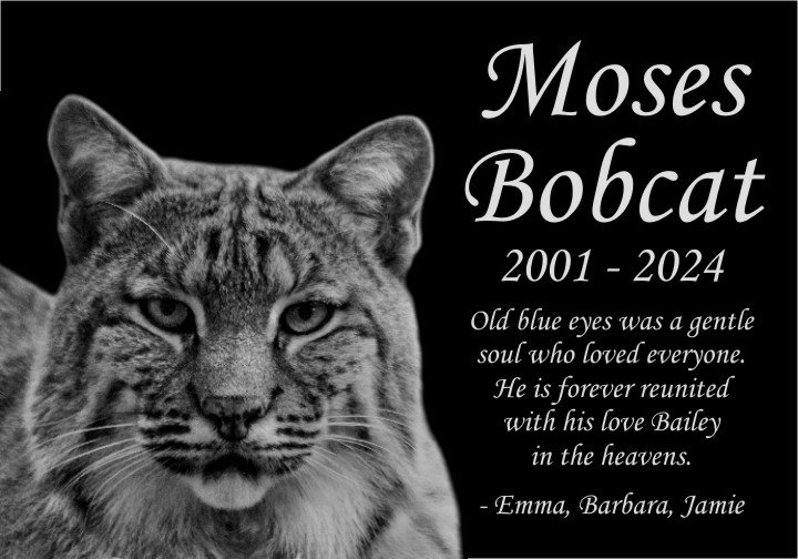 Moses Bobcat Memorial