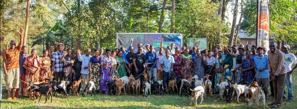 Community-led conservation of the African golden cat at Kibale National Park  Badru Mugerwa, Uganda, African Golden Cat Conservation Alliance Embaka