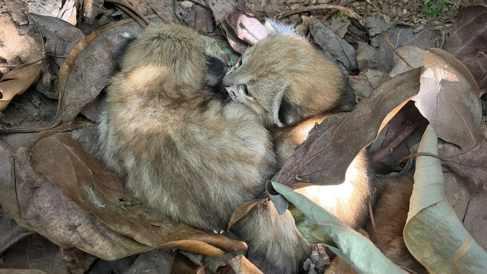 Colocolo kittens hidden among leaves