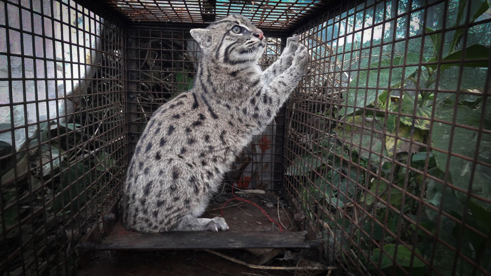 Wilderness Nomads: The Secret Lives of Nepal’s Fishing Cats Revealed