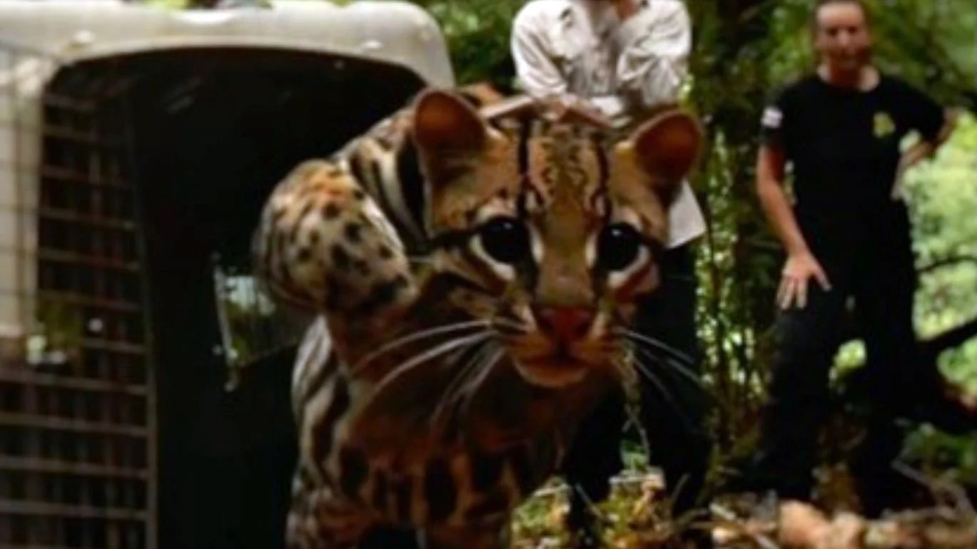Christmas comes early for Neme the Ocelot