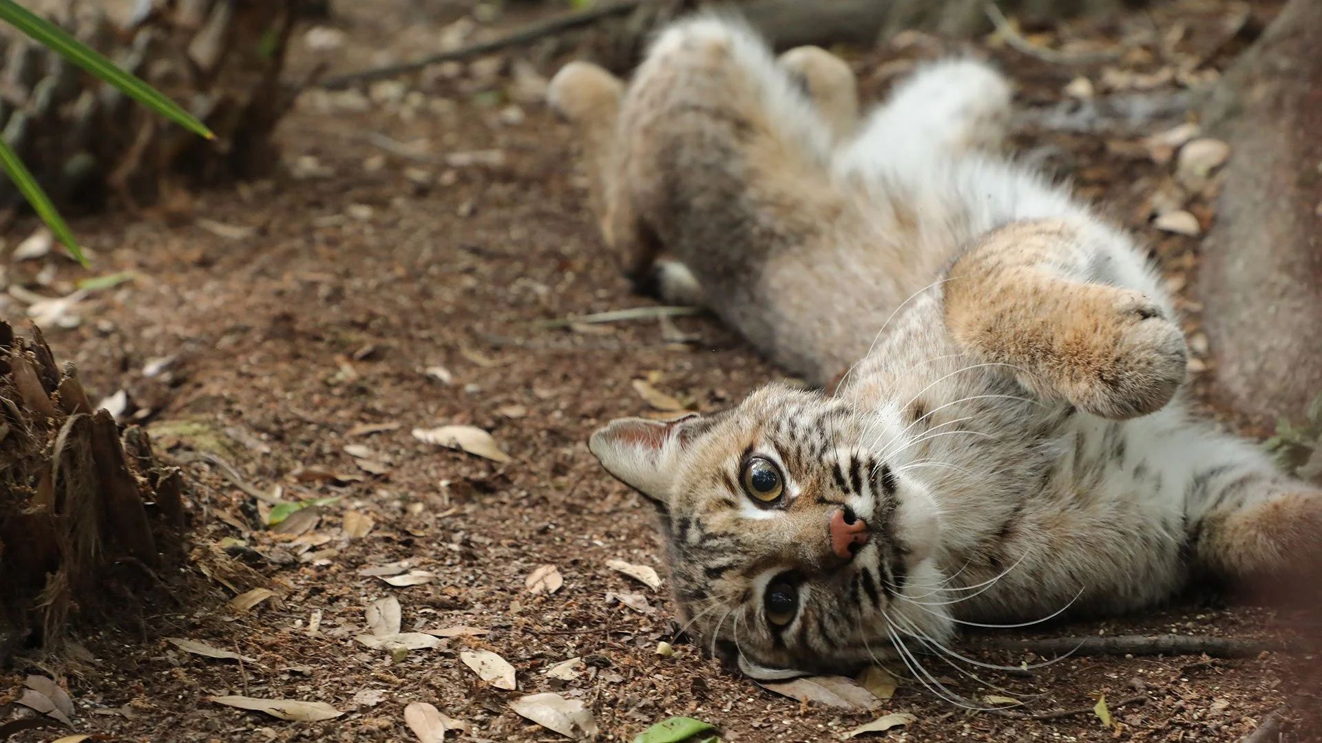 Lakota Bobcat Being Silly
