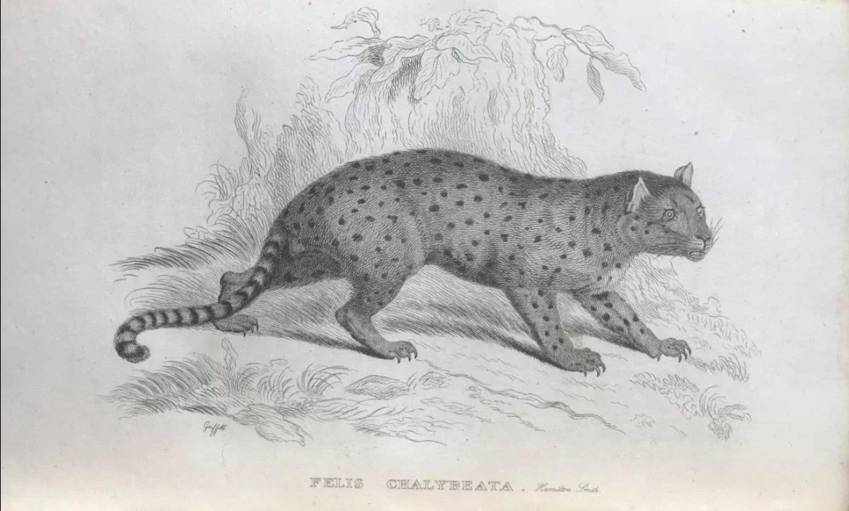 SWCCF News 2026 06