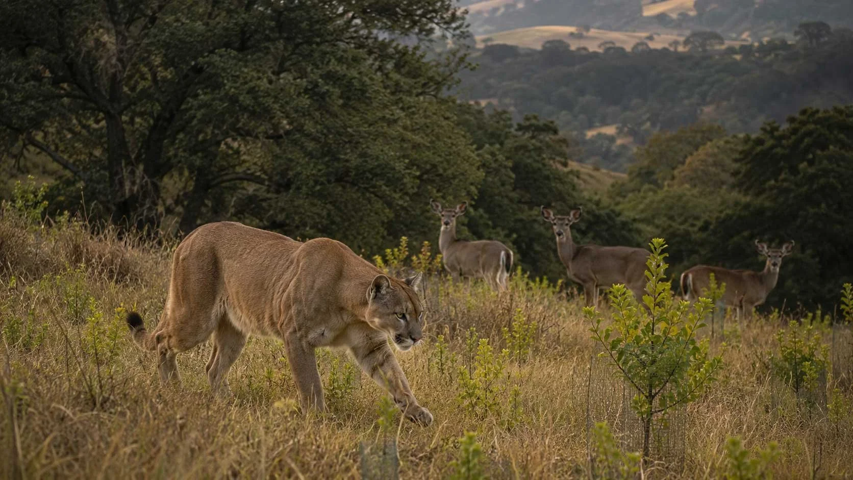 Mountain Lions Shape a Whole Ecosystem Even in a Small Preserve