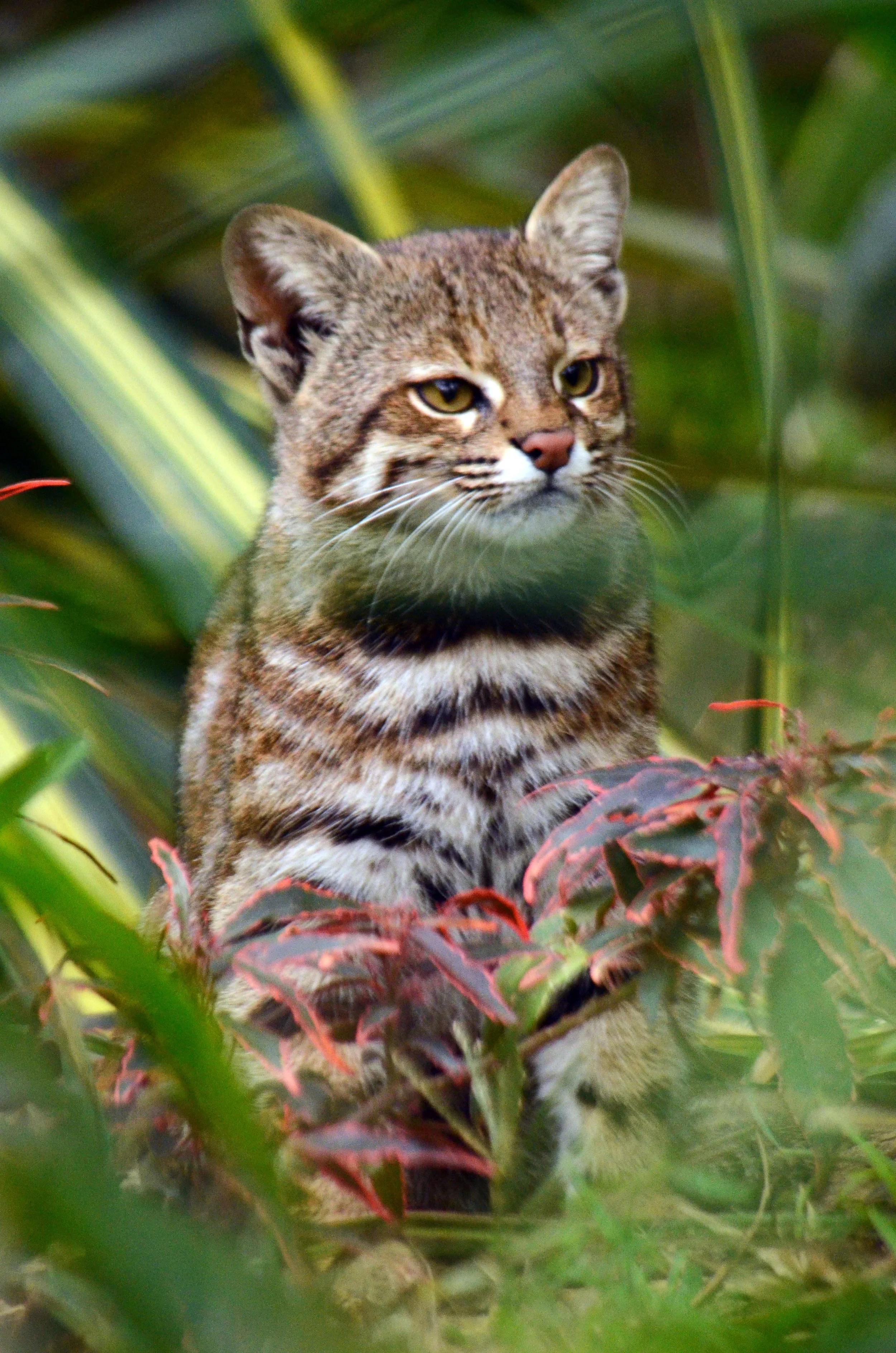 Pampas Cat courtesy of Dr. Cindy Hurtado and the PCWG