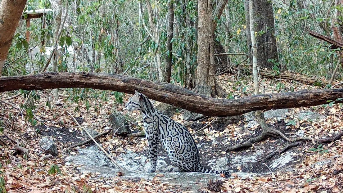 Ocelot in dry water body Calakmul