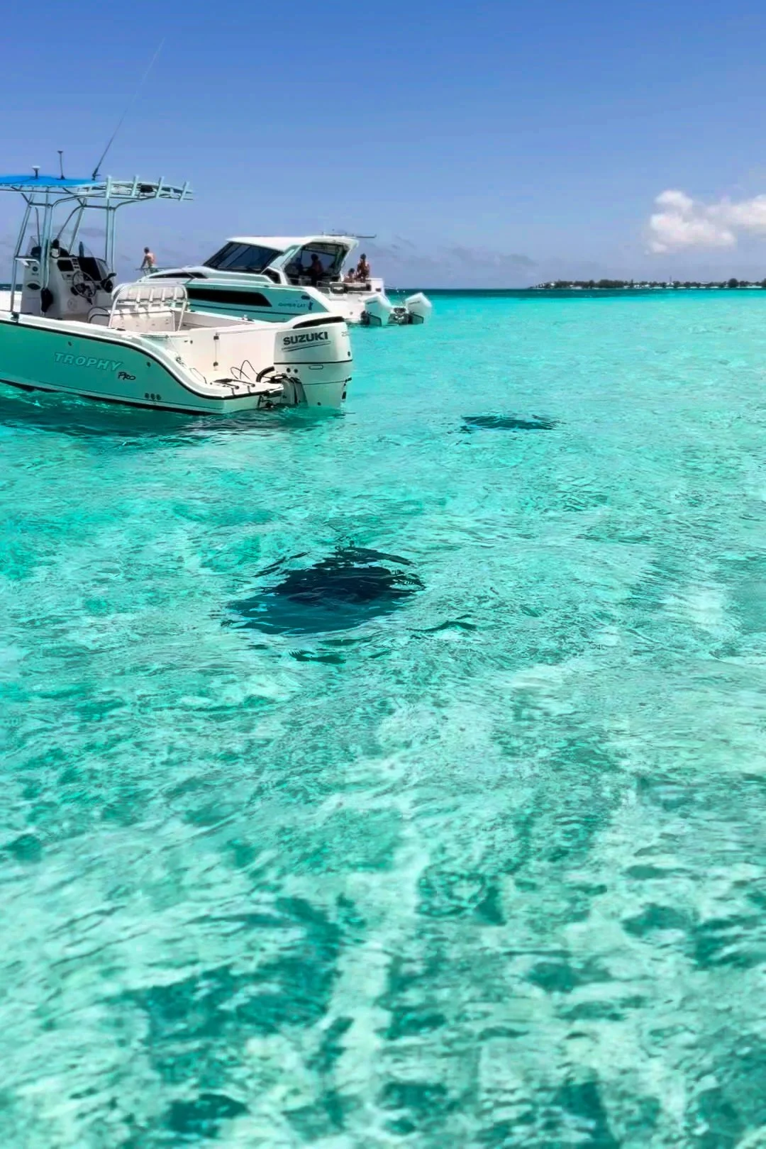 Cobalt Custom Charters, Stingray City | Grand Cayman Travel Guide | Travel Bug