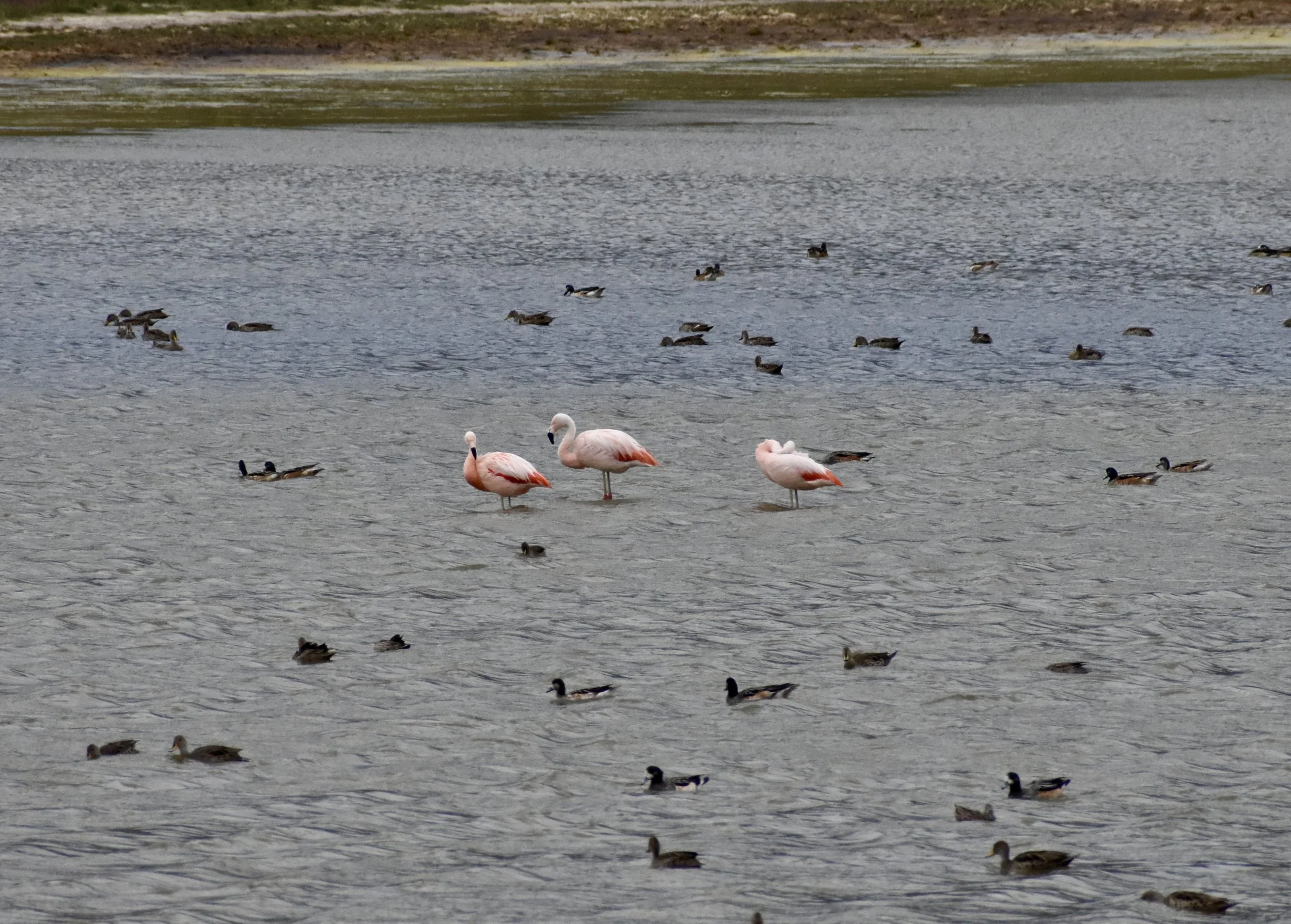 Wildlife in Torres del Paine | Chilean Patagonia Travel Guide | Travel Bug