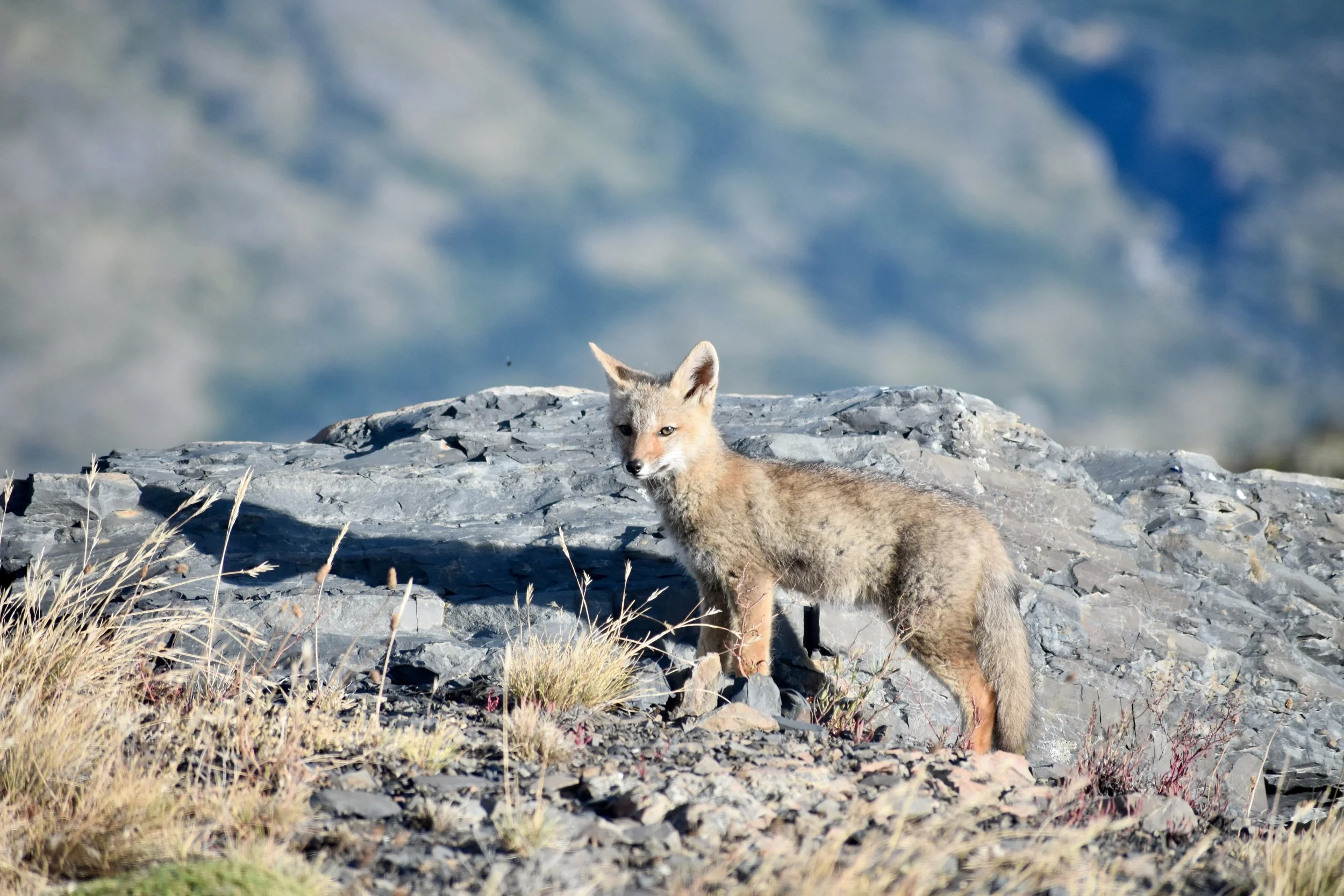 Wildlife in Torres del Paine | Chilean Patagonia Travel Guide | Travel Bug