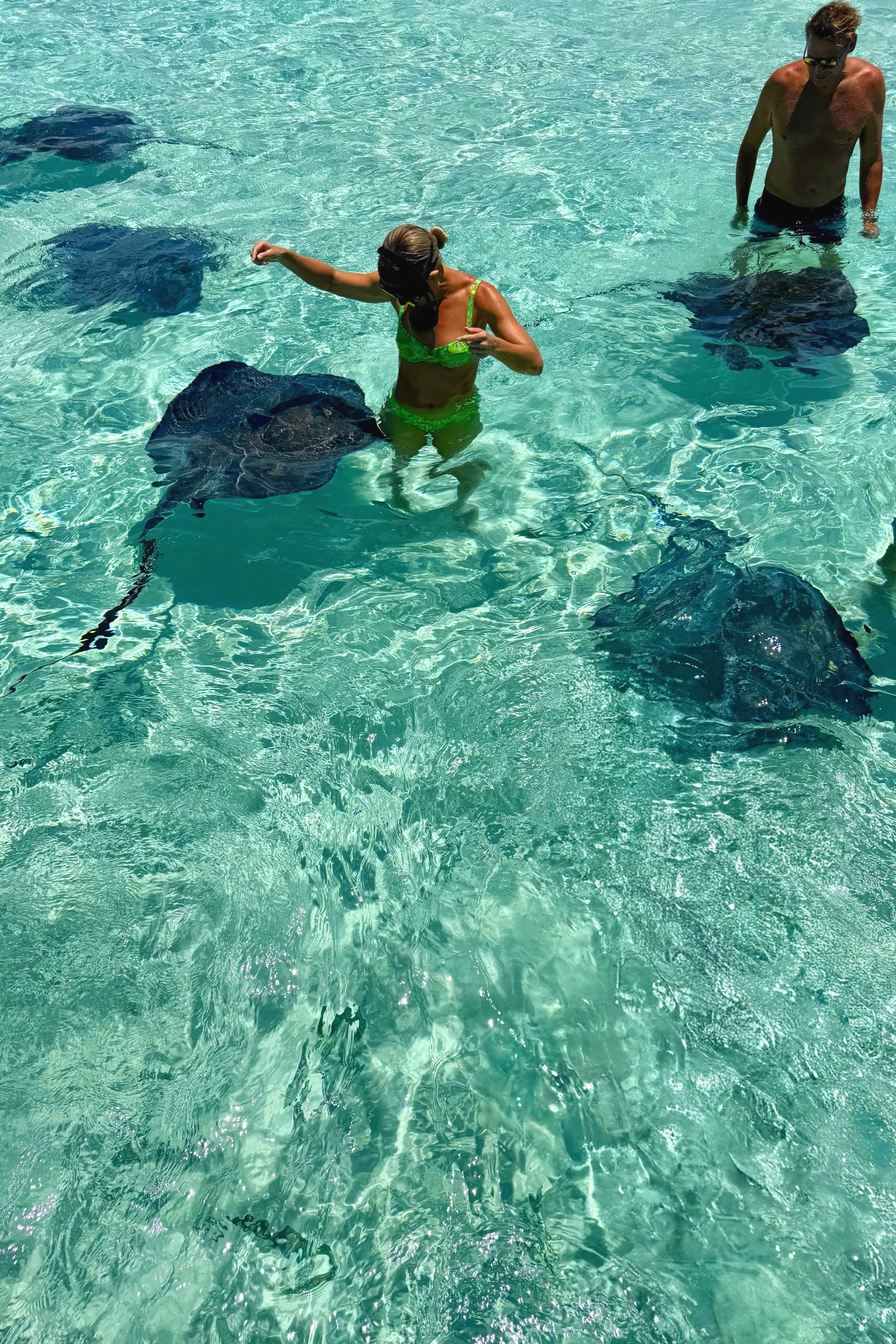 Cobalt Custom Charters, Stingray City | Grand Cayman Travel Guide | Travel Bug