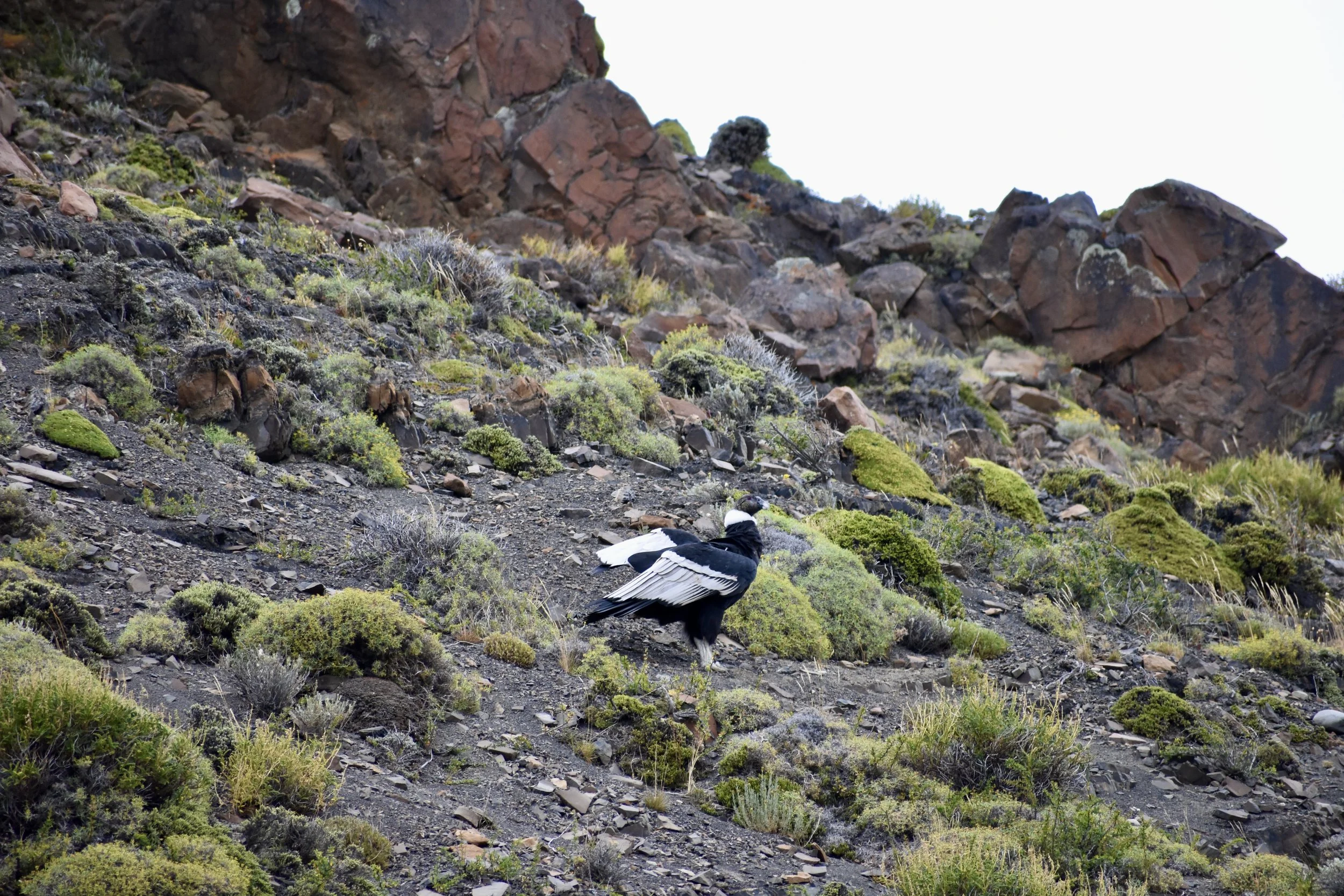 Wildlife in Torres del Paine | Chilean Patagonia Travel Guide | Travel Bug
