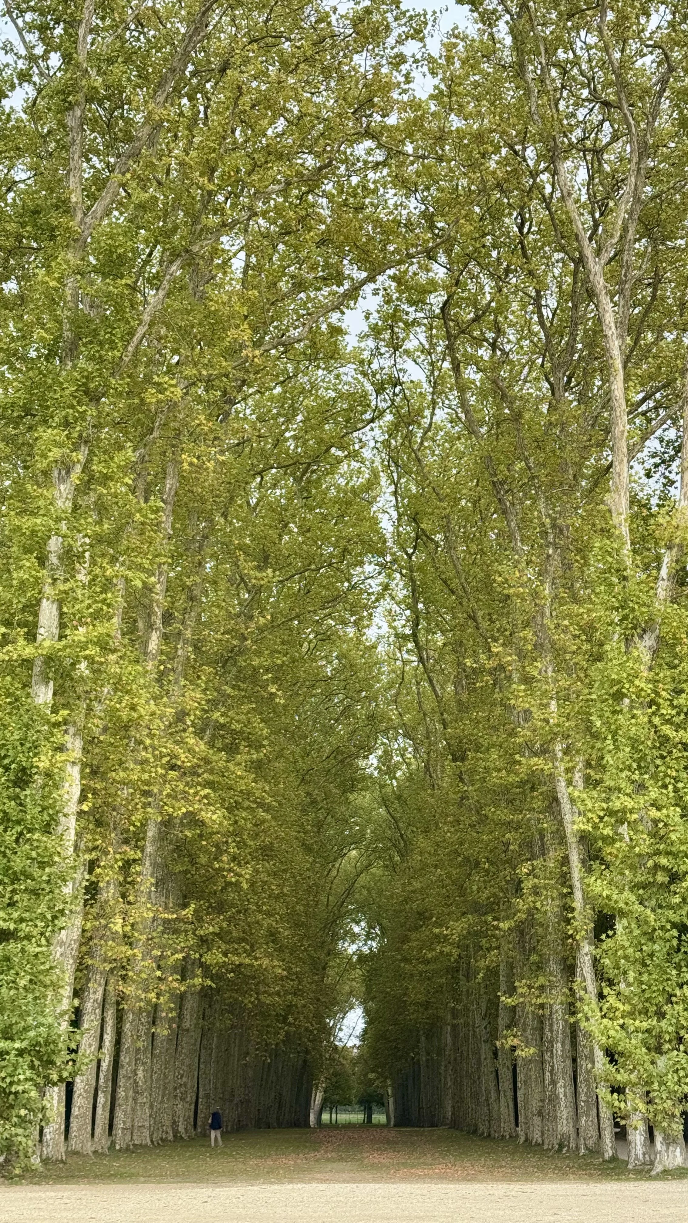 Chateau de Versailles | Paris Travel Guide | Travel Bug