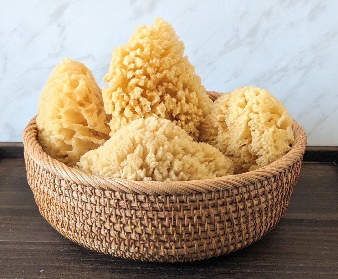 sponges3.jpg