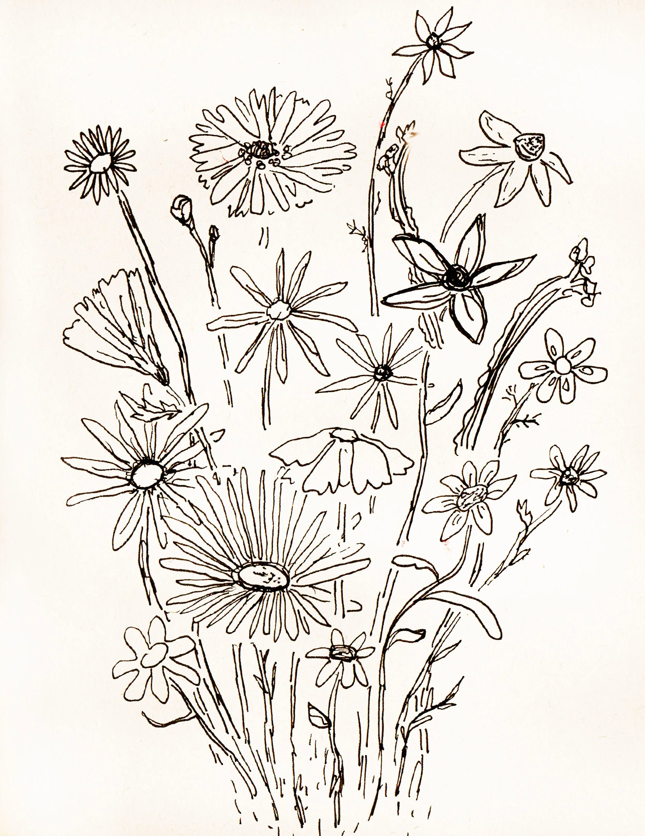 Black and white line drawing of assorted wildflowers with various shapes and sizes.