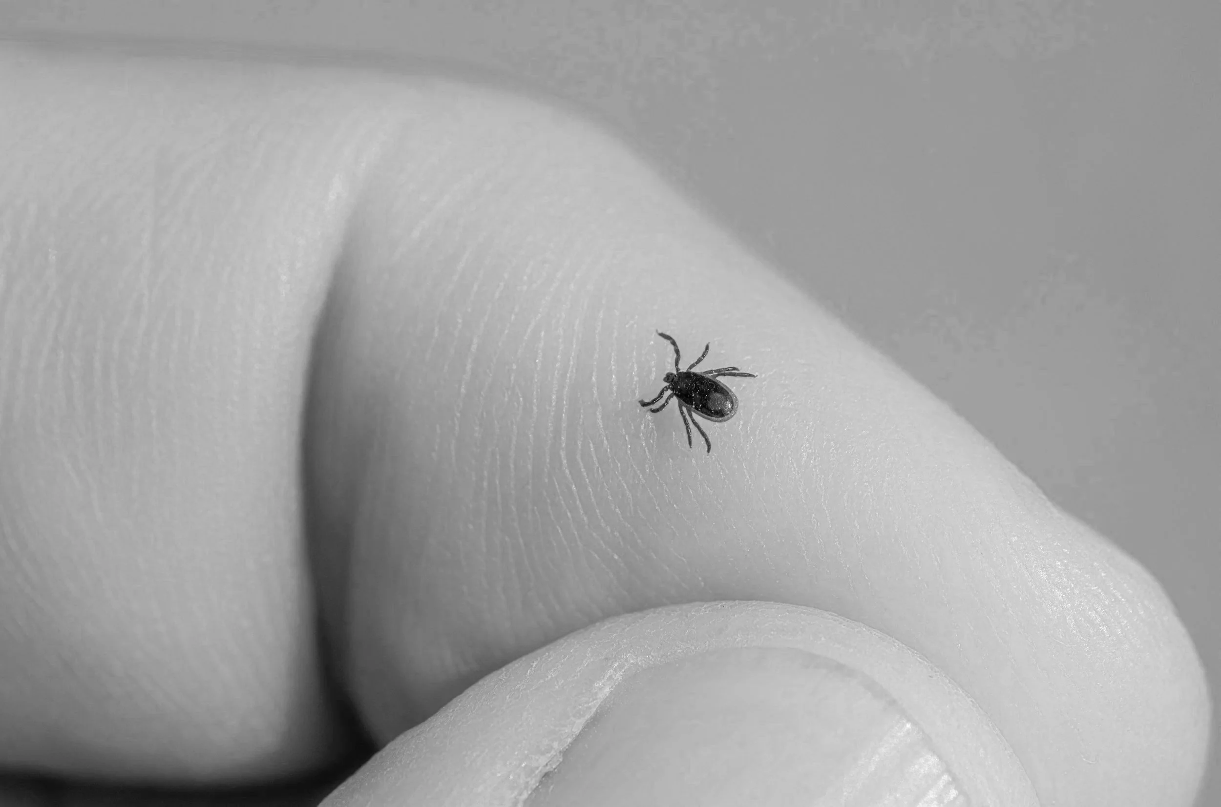 Lyme Disease Conspiracy