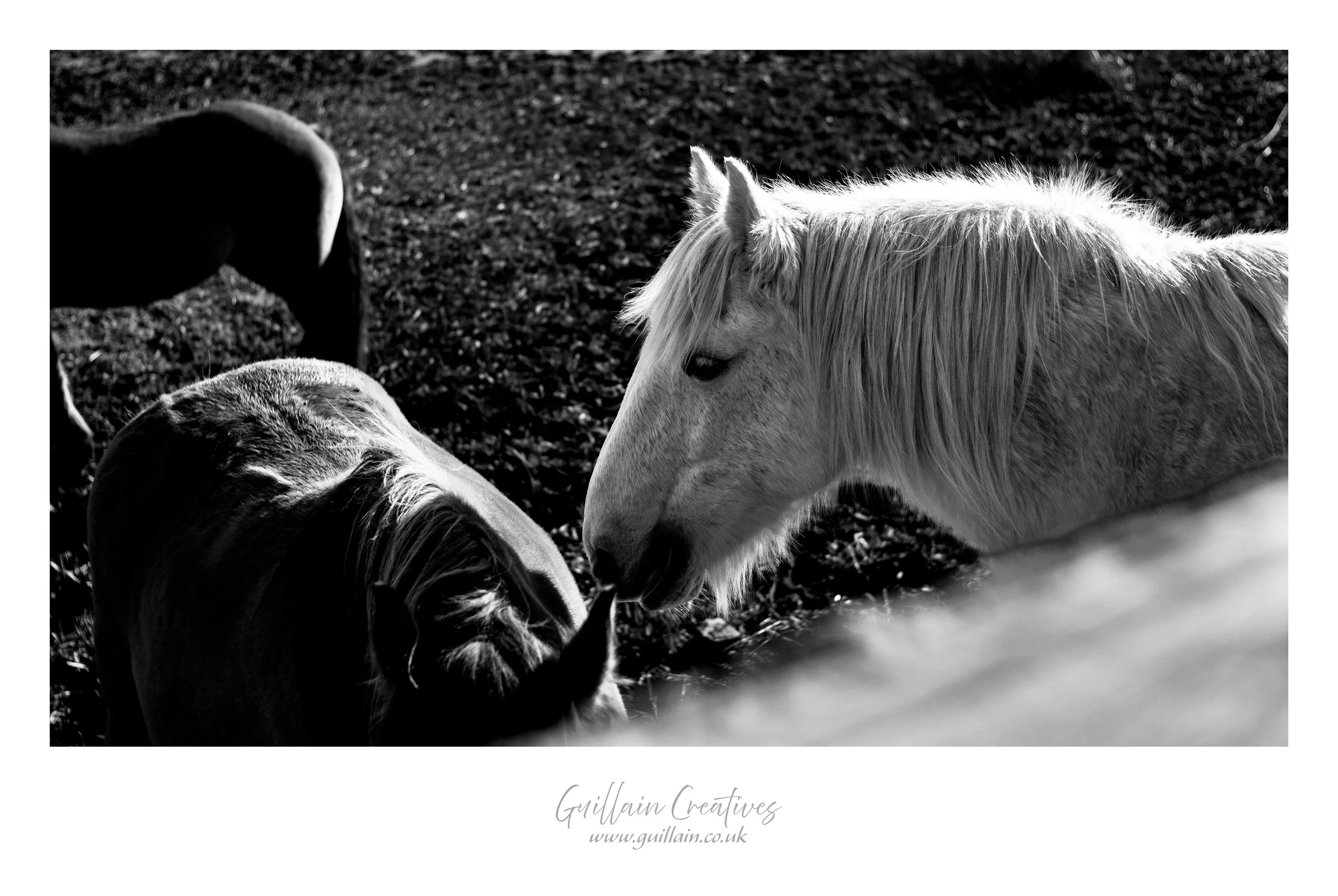 Gibraltar Point Pony 1.jpg
