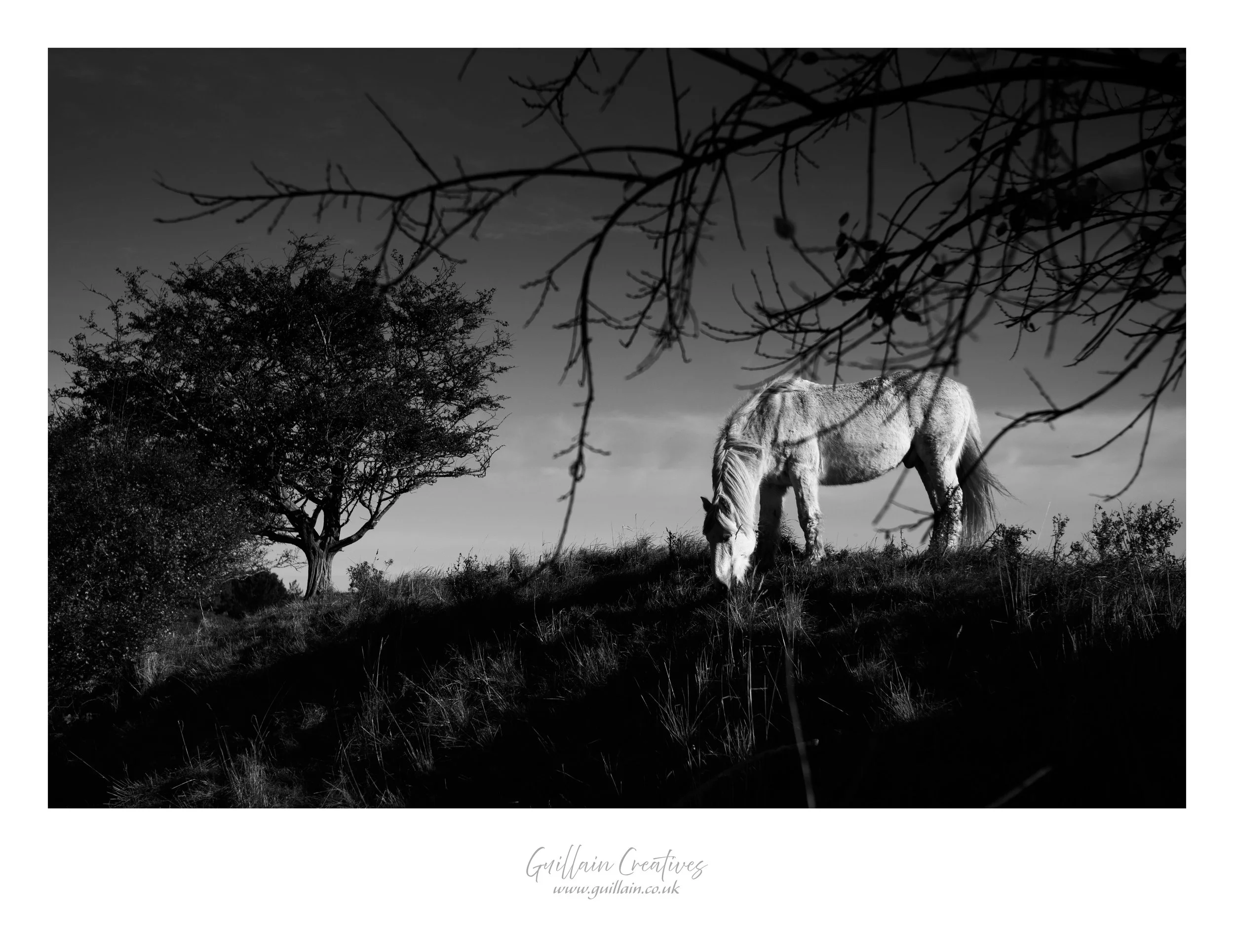Gibraltar Point Pony 2.jpg