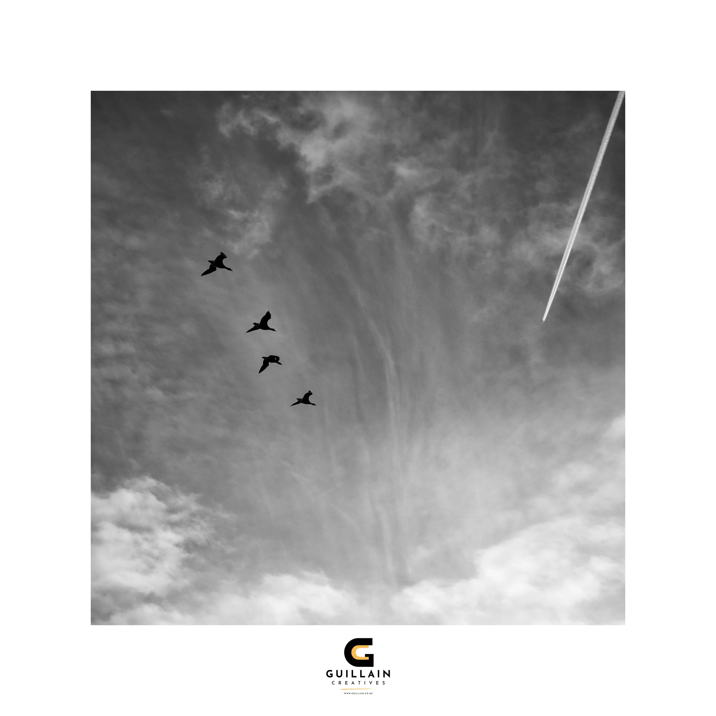 Four birds flying in the sky along with a visible contrail from an airplane in the upper right corner. Grayscale image with clouds and a sky.