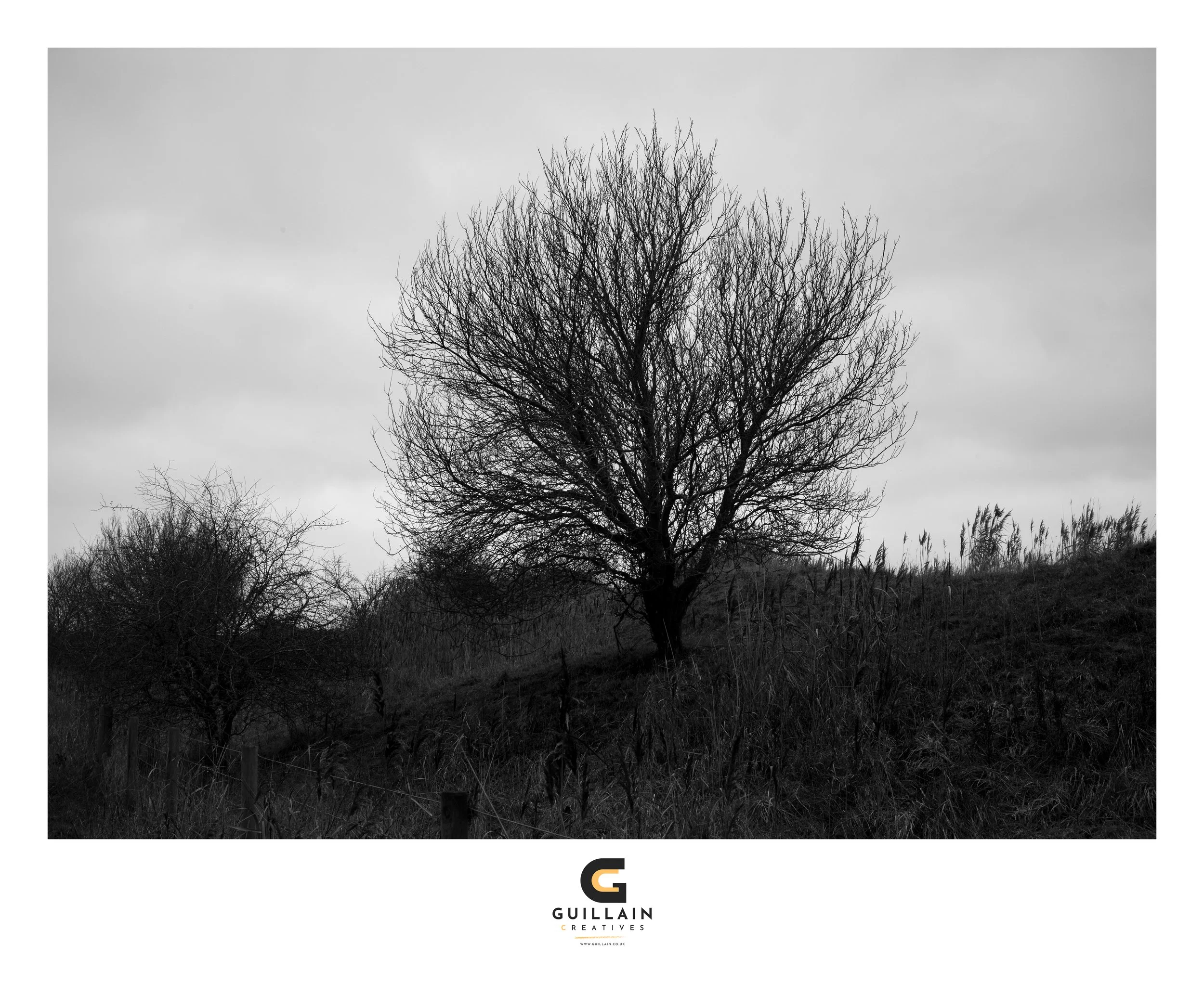 A bare tree on a grassy hillside with a cloudy sky in the background, black and white photograph.