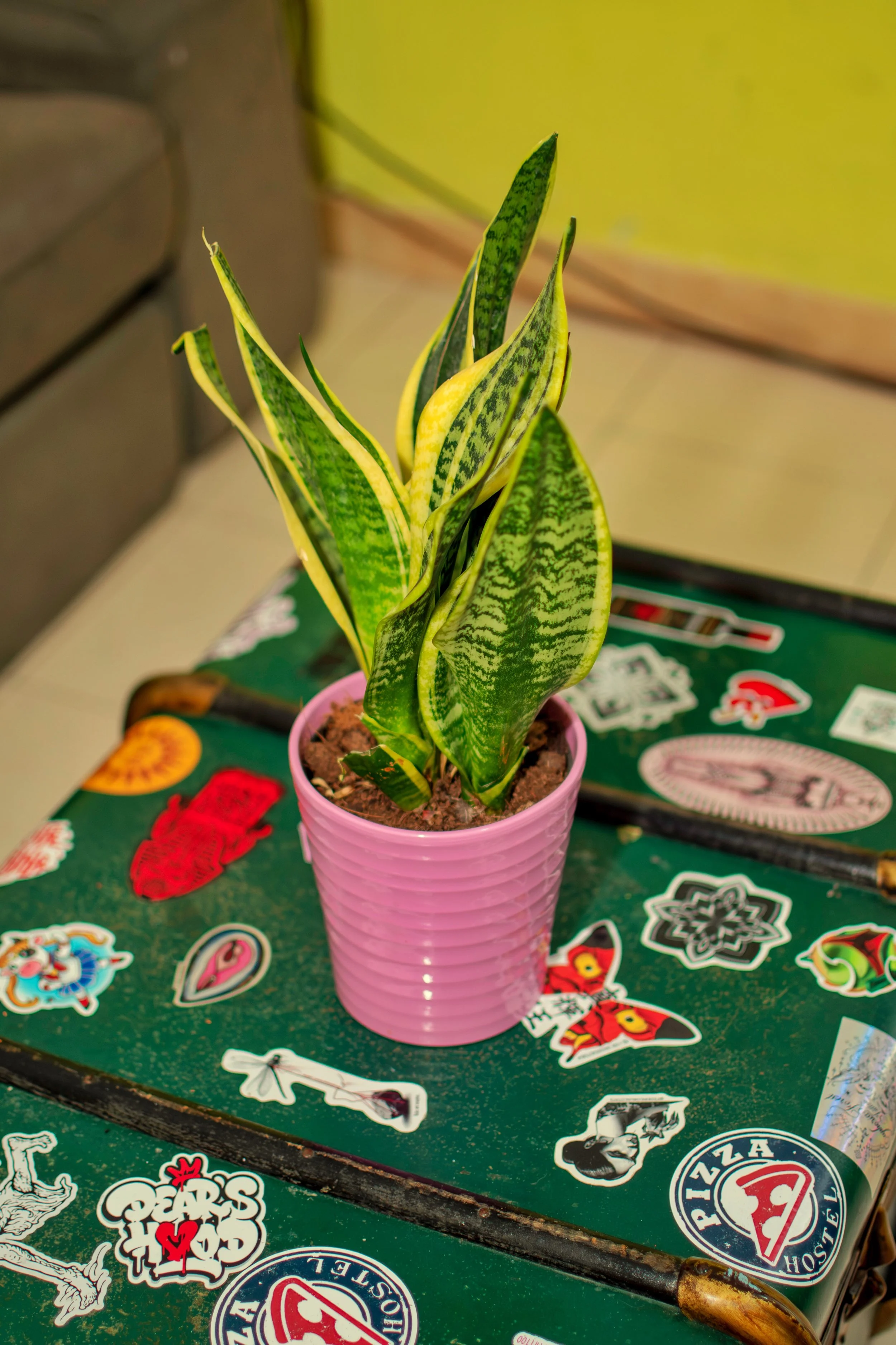 A potted snake plant with green and yellow striped leaves in a pink container, placed on a green table covered with stickers and posters.